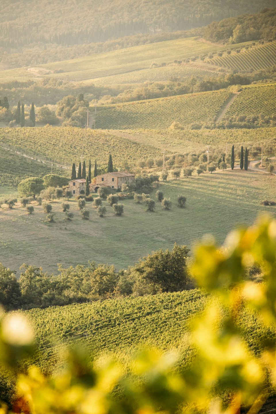 Colline di vigneti con una casa colonica in pietra e cipressi.